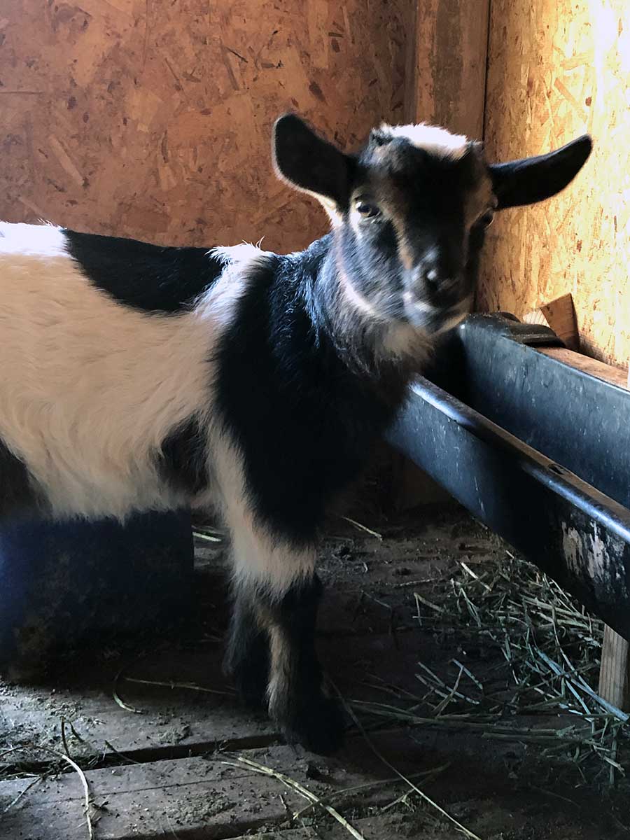 Nigerian Dwarf Baby Goats For Sale - Ohana Ranch of Maui