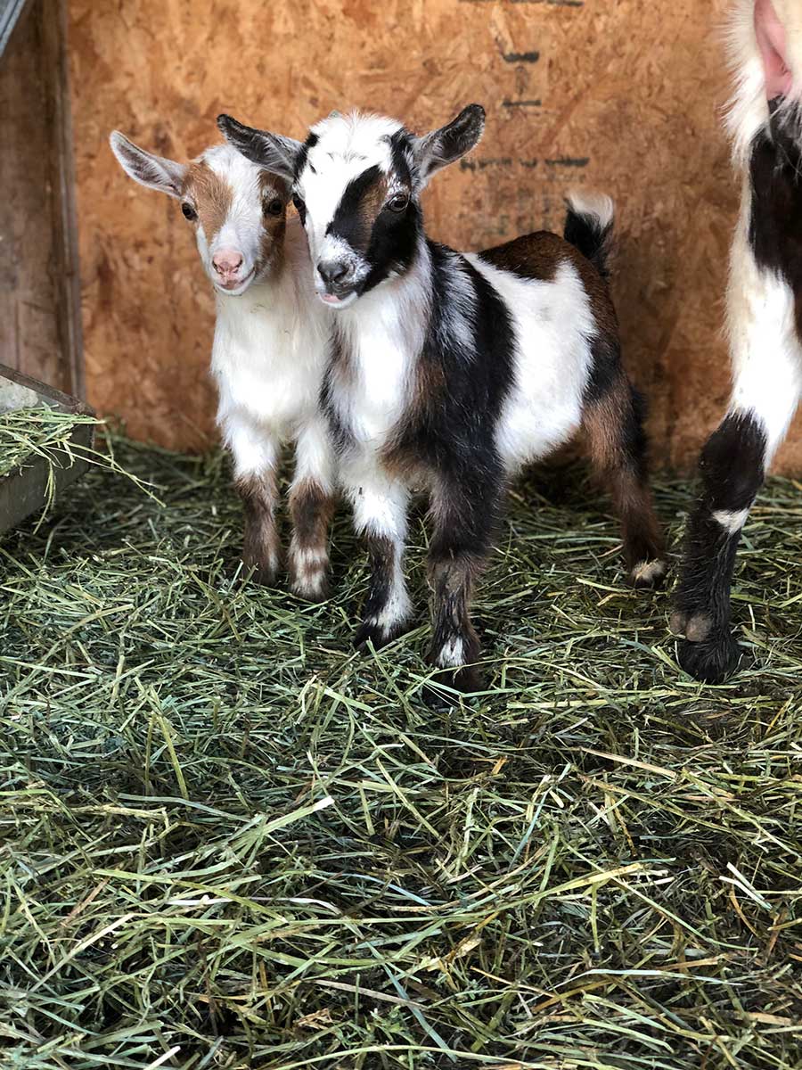 Nigerian Dwarf Baby Goats For Sale Ohana Ranch Of Maui