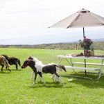 Miniature Horses - Ohana Ranch of Maui