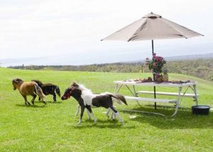 Miniature Horses - Ohana Ranch of Maui