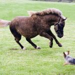 Horses - Ohana Ranch of Maui