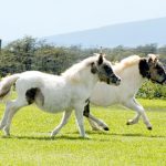 History of Miniature Horses