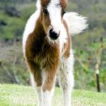 History of Miniature Horses