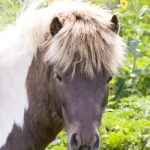 History of Miniature Horses