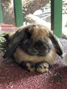 Beautiful Holland Lop Bunnies