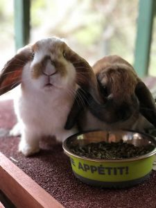 Beautiful Holland Lop Bunnies