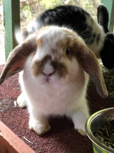 Beautiful Holland Lop Bunnies